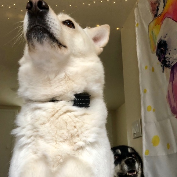 💕 Meet The Posher 💕 - Picture 3 of 8